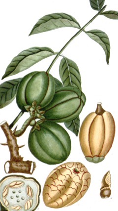 Khaya_senegalensis Dryzone Mahogany